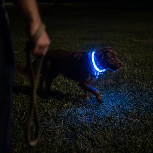 Light-Up LED Dog Collar (USB Rechargeable)